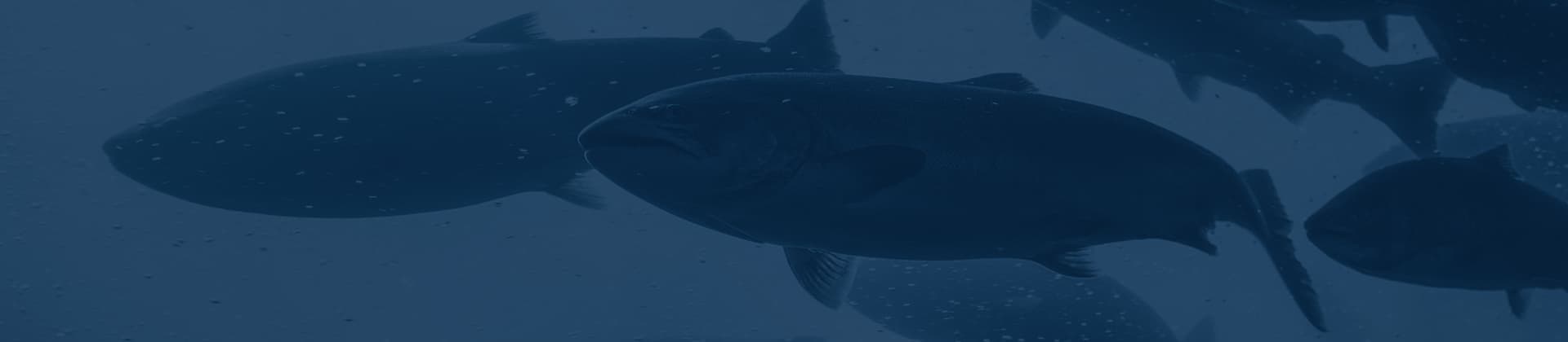 AQUACULT-Aquafine-Header-1920x420