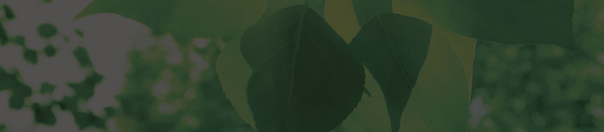 Close-up images of leaves